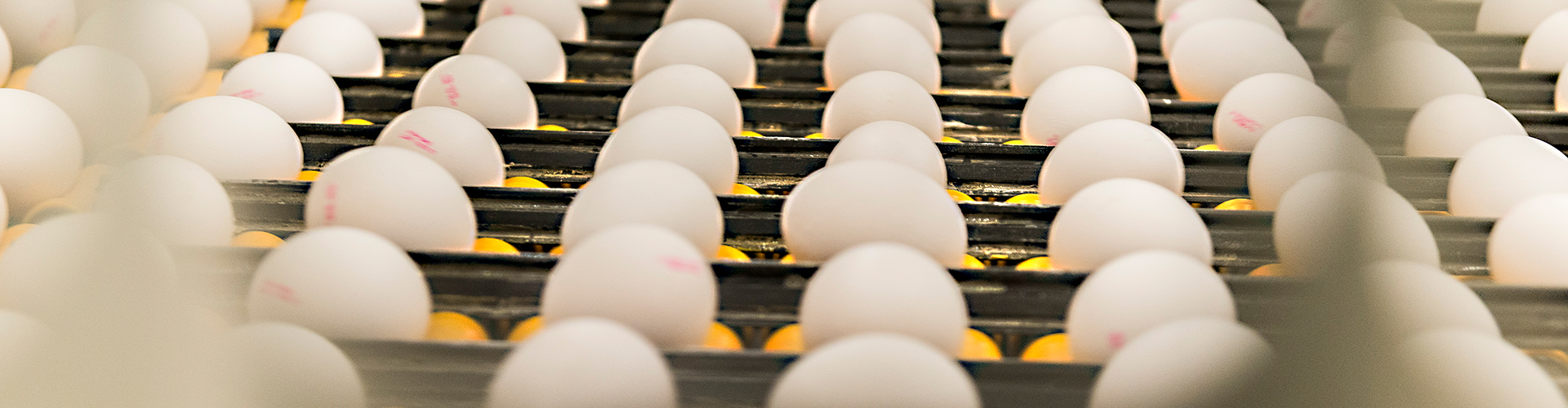 Weisse Eier auf der Transportkette einer MOBA Sortiermaschine